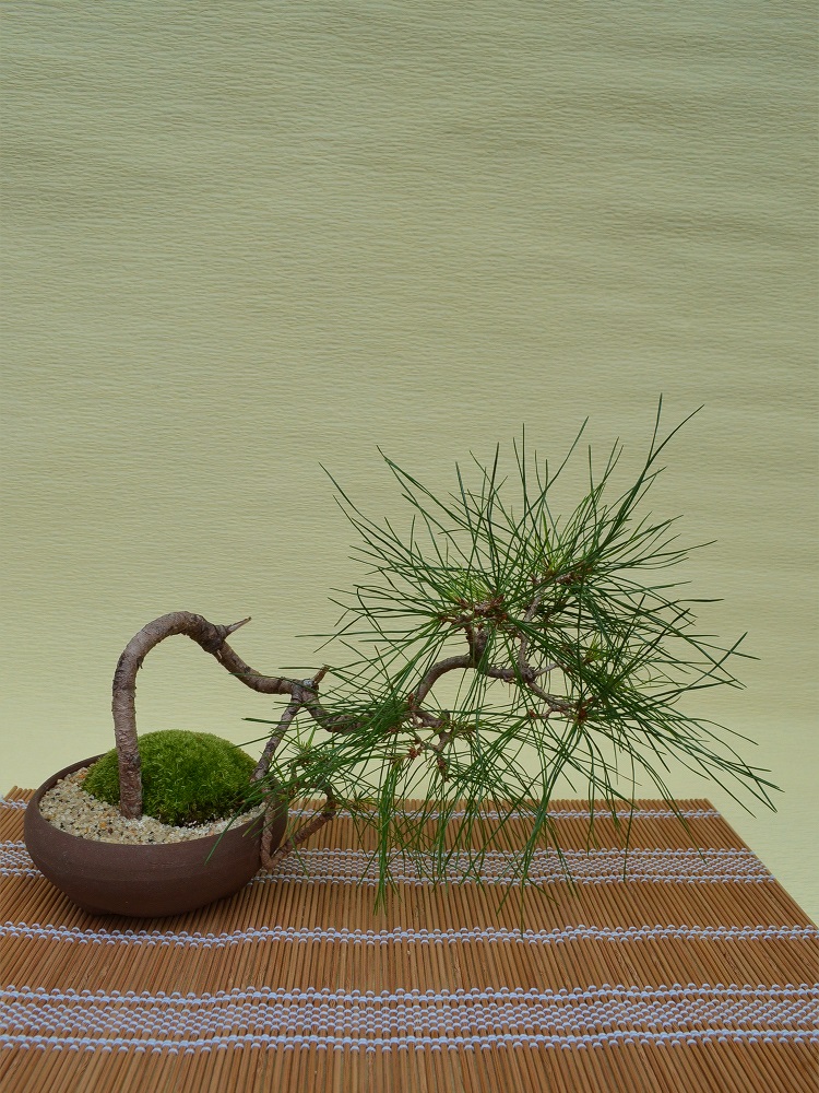 赤松 赤松