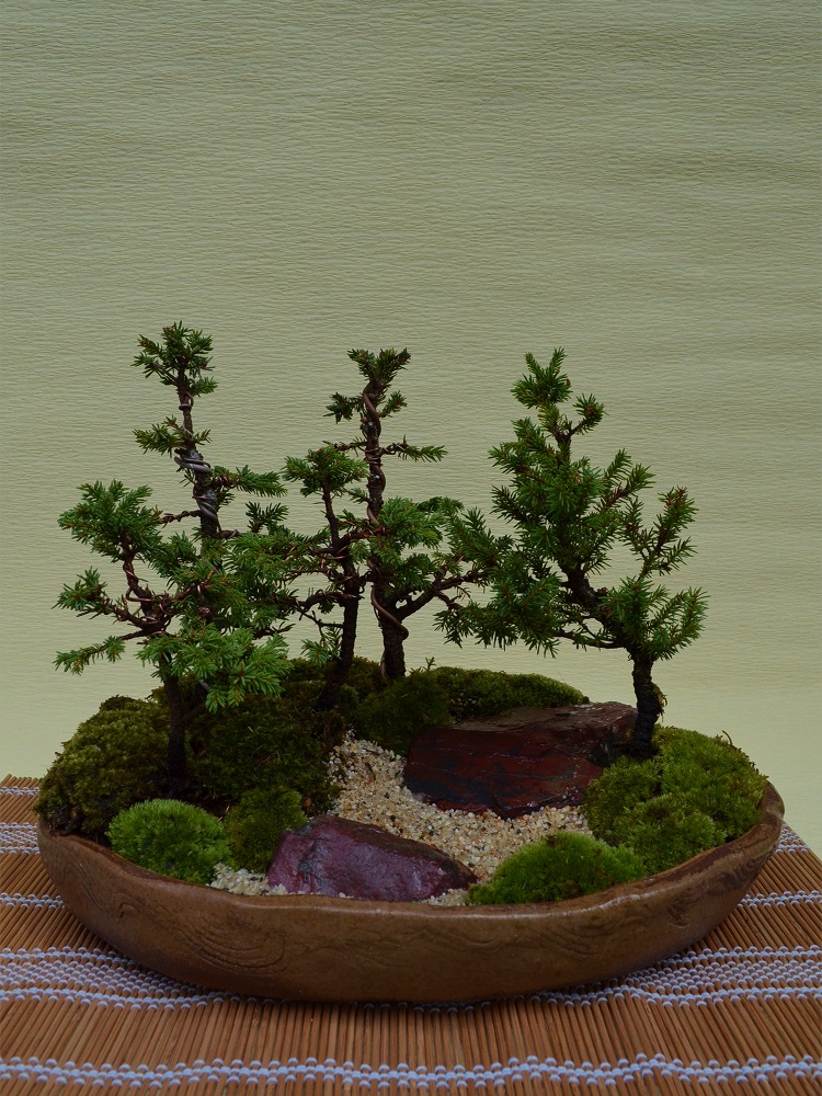 エゾ松寄せ植え エゾ松寄せ植え