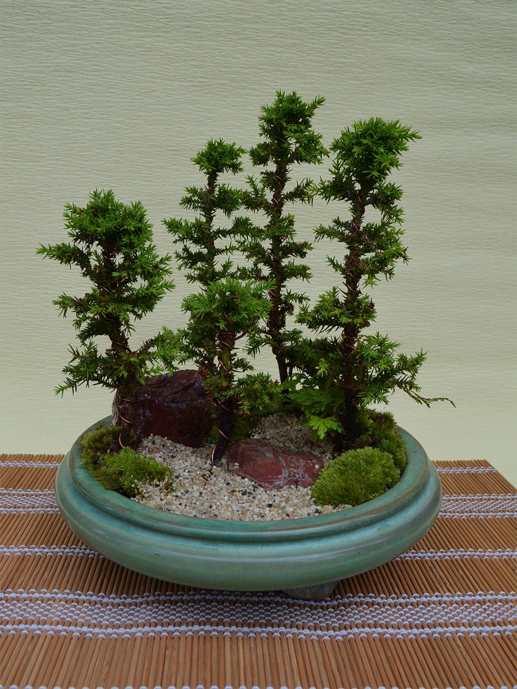 八房杉(寄せ植え) 八房杉(寄せ植え)