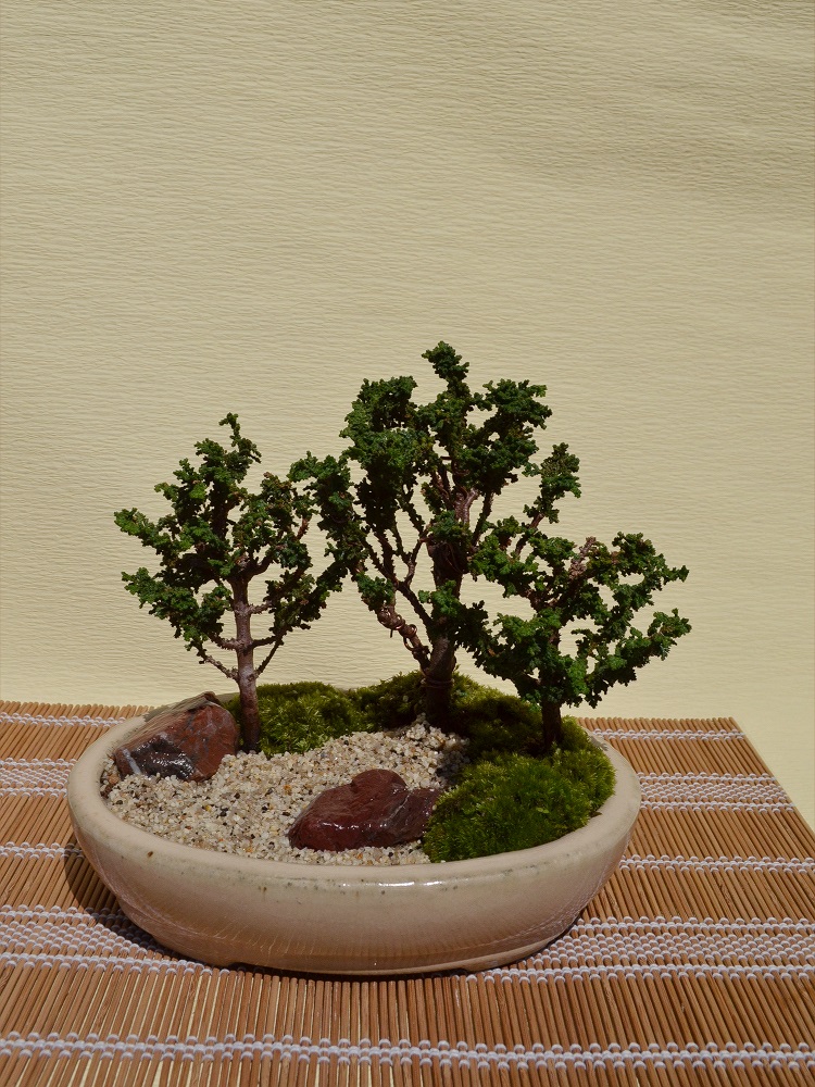 石化檜(寄せ植え) 石化檜(寄せ植え)