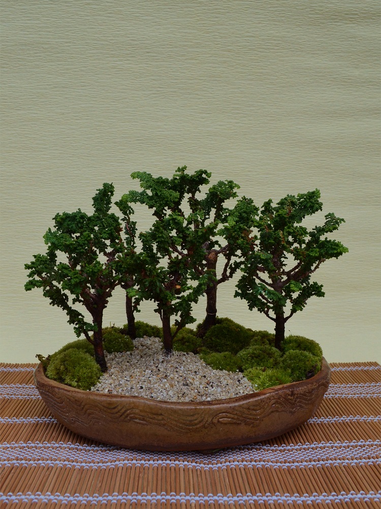石化檜(寄せ植え) 石化檜(寄せ植え)