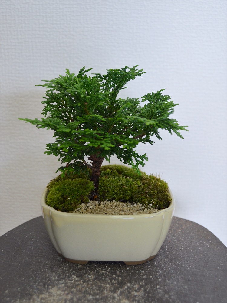 津山檜 津山檜