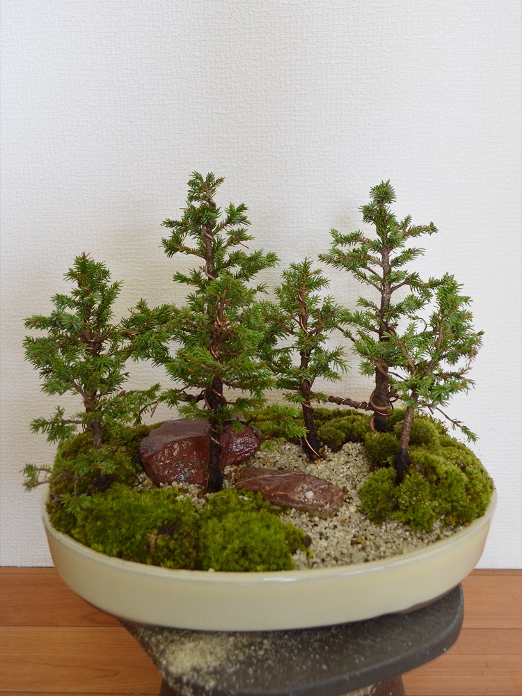 エゾ松寄せ植え エゾ松寄せ植え