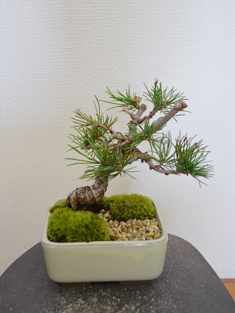 五葉松 五葉松