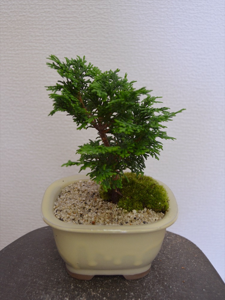津山檜 津山檜