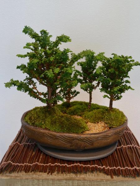 石化檜 石化檜