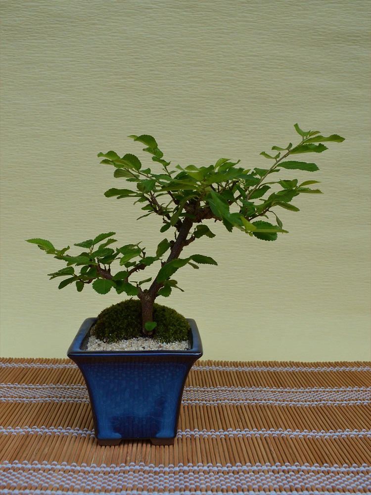 水連木 水連木