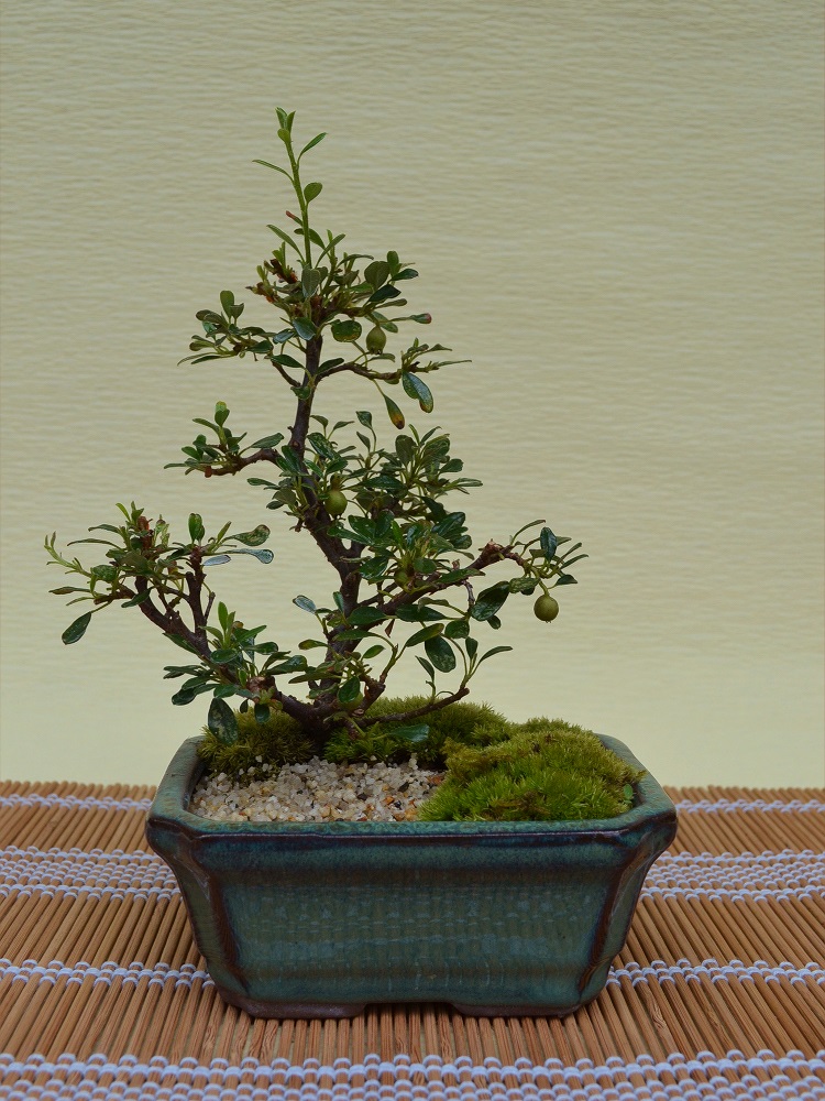 白紫檀 白紫檀