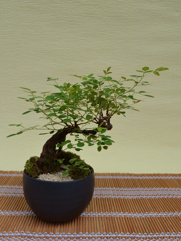 屋久島萩 屋久島萩