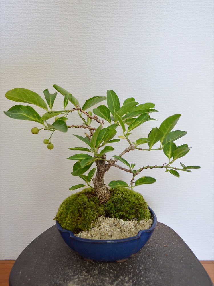 マユミ マユミ