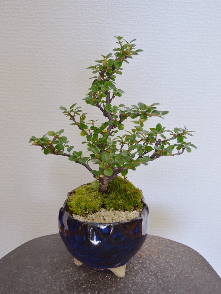 紅紫檀 紅紫檀