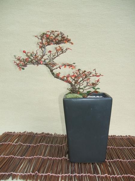 紅紫檀 紅紫檀