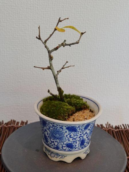 長寿梅 長寿梅