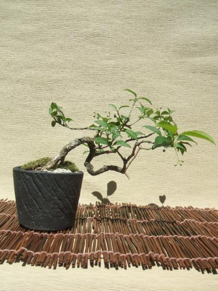 荒皮マユミ 荒皮マユミ