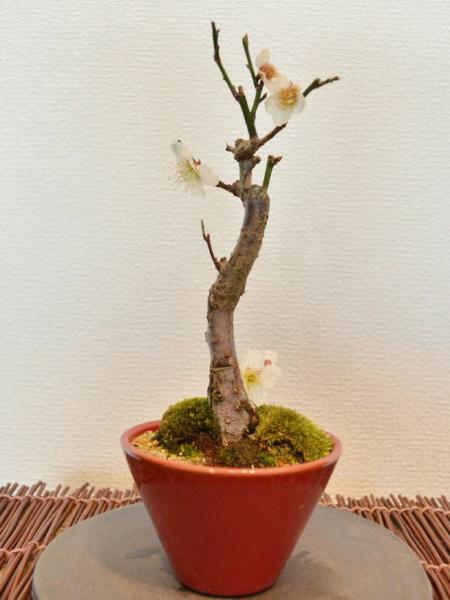 梅(白) 梅(白)