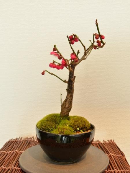 梅(紅) 梅(紅)