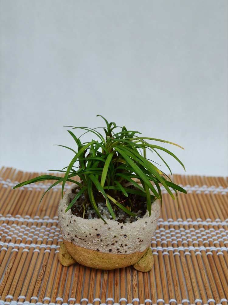 リュウノヒゲ リュウノヒゲ