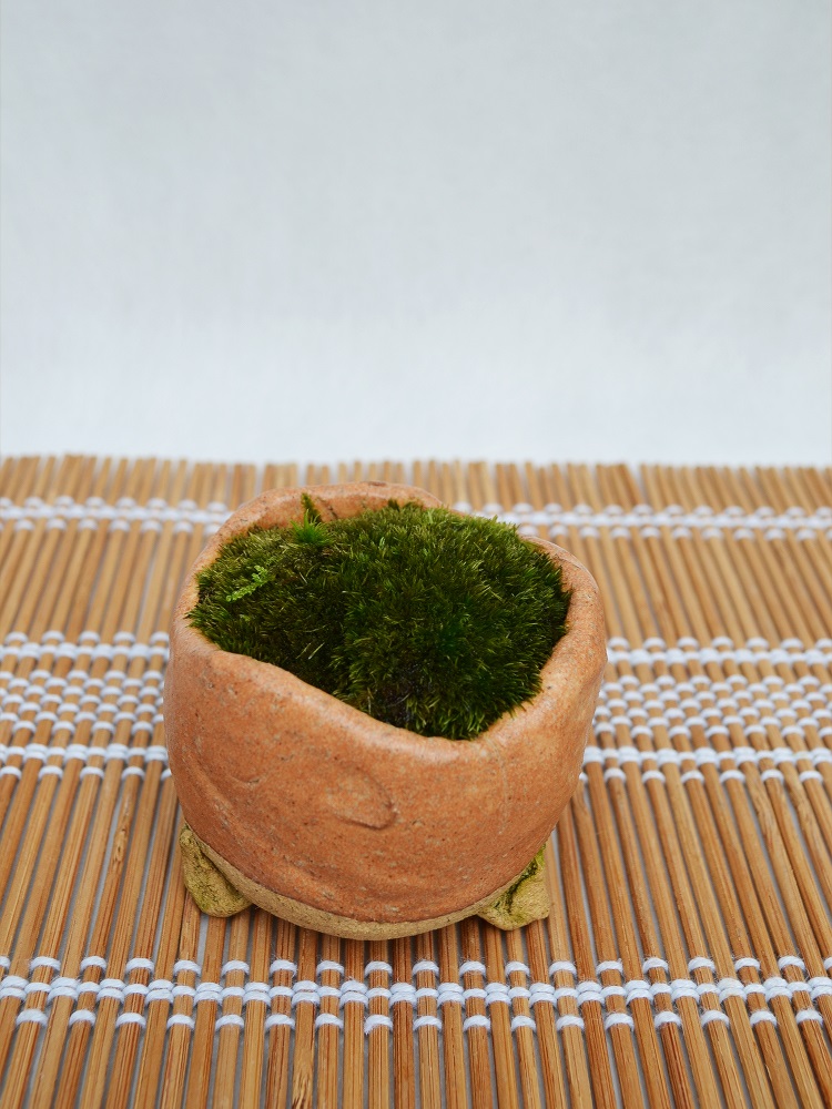 苔盆栽 苔盆栽
