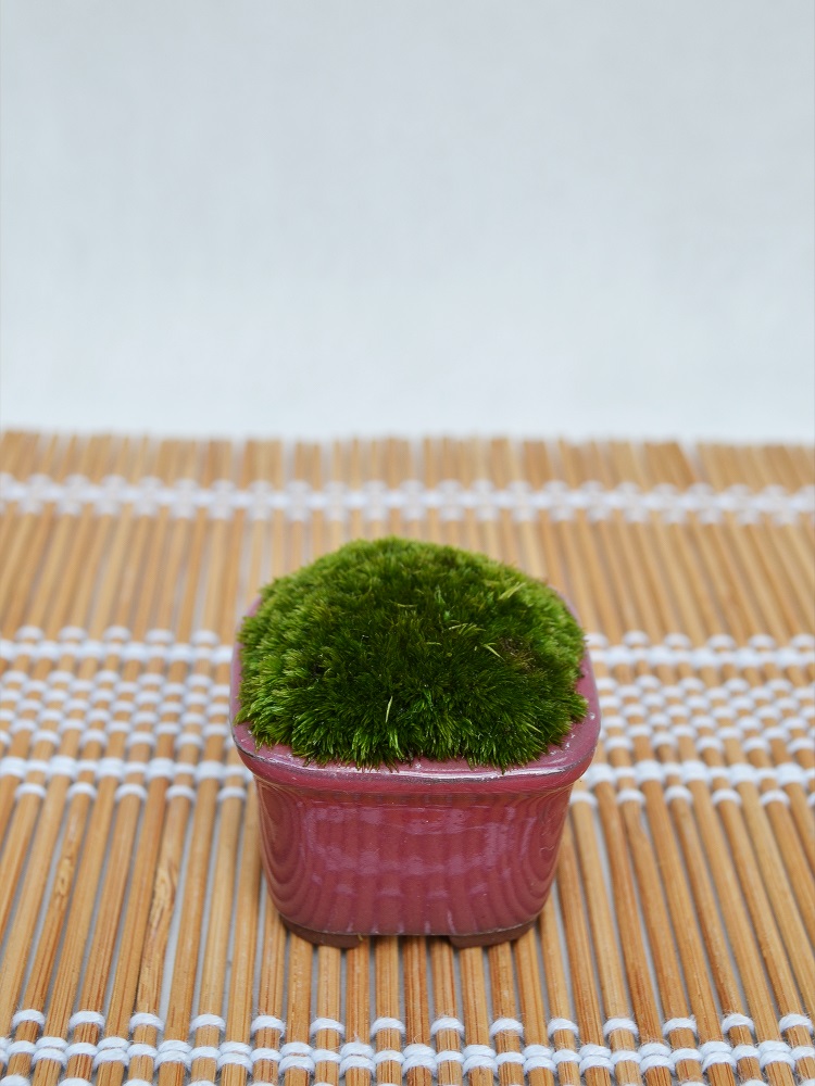 苔盆栽 苔盆栽