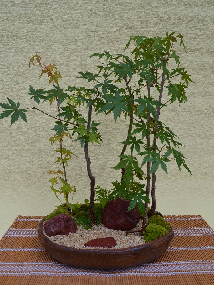 モミジ(寄せ植え) モミジ(寄せ植え)