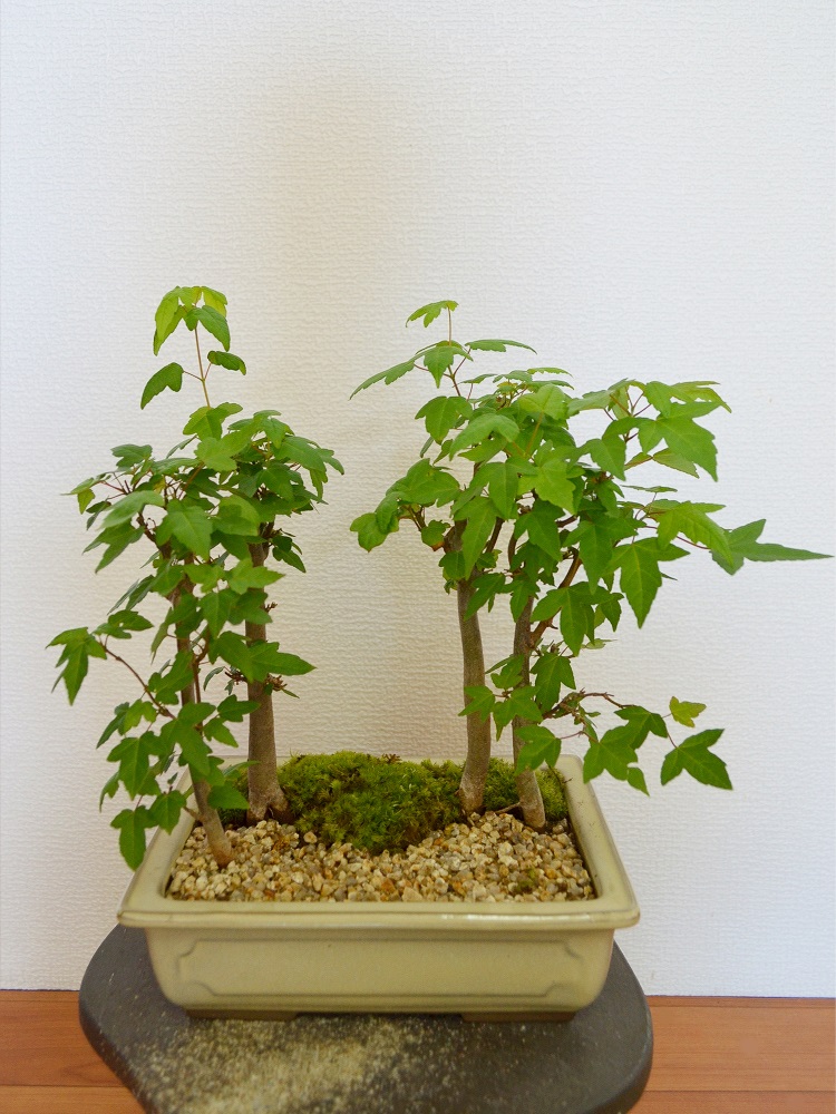 カエデ カエデ
