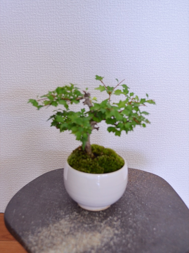においかえで においかえで
