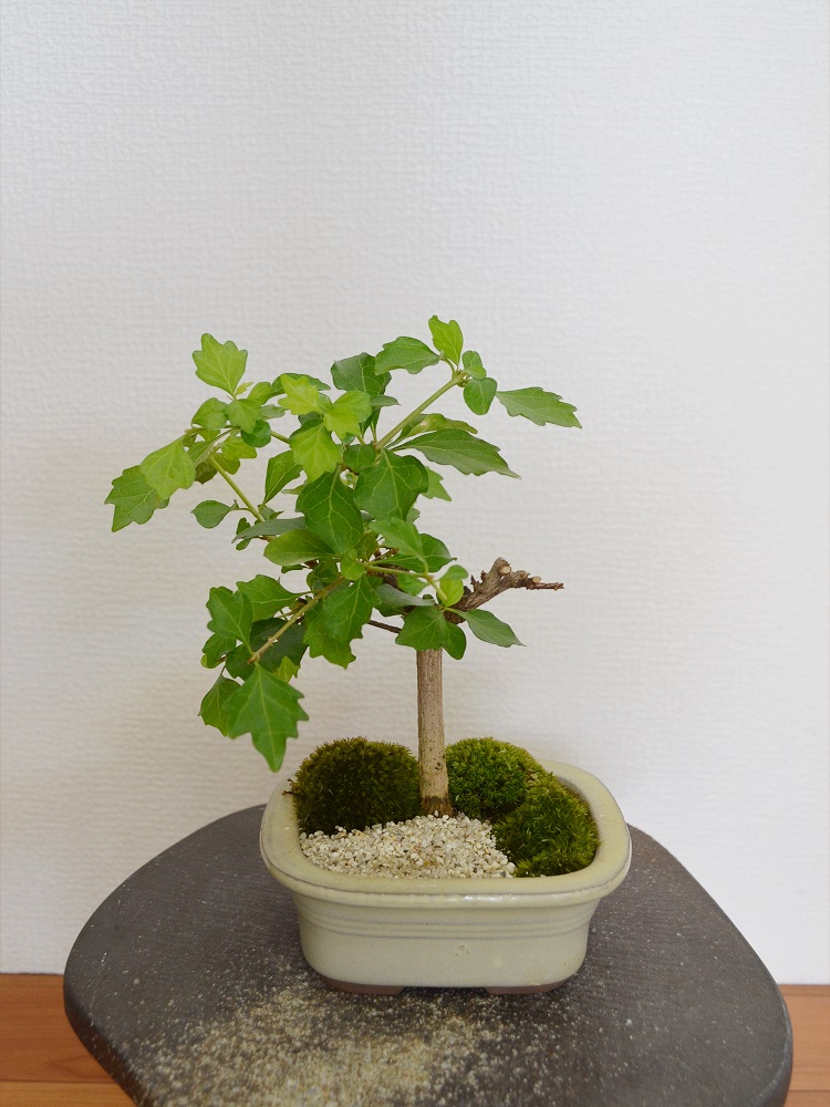 においかえで においかえで