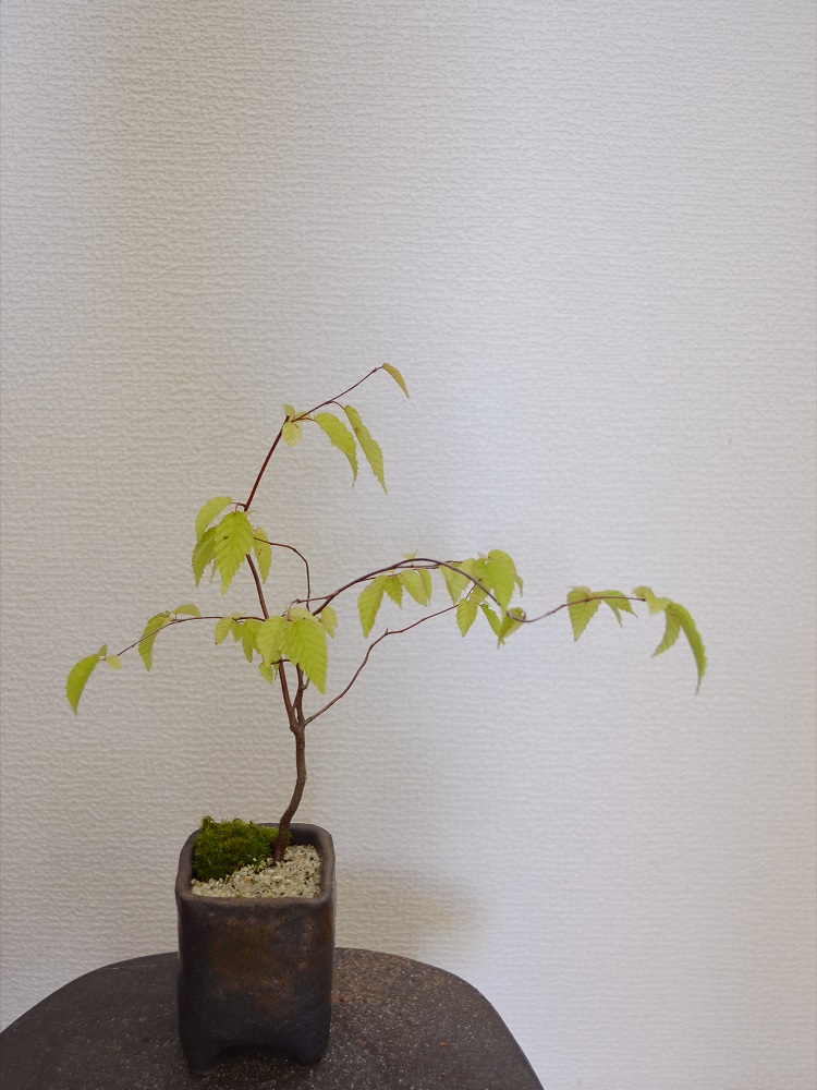 赤芽ソロ 赤芽ソロ