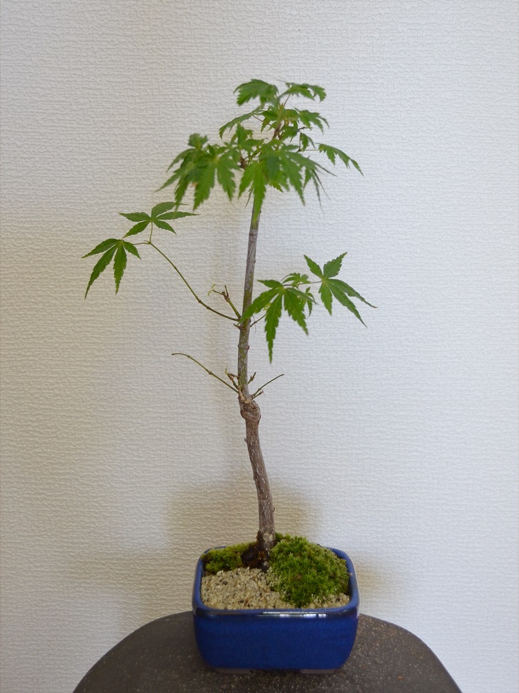 モミジ モミジ