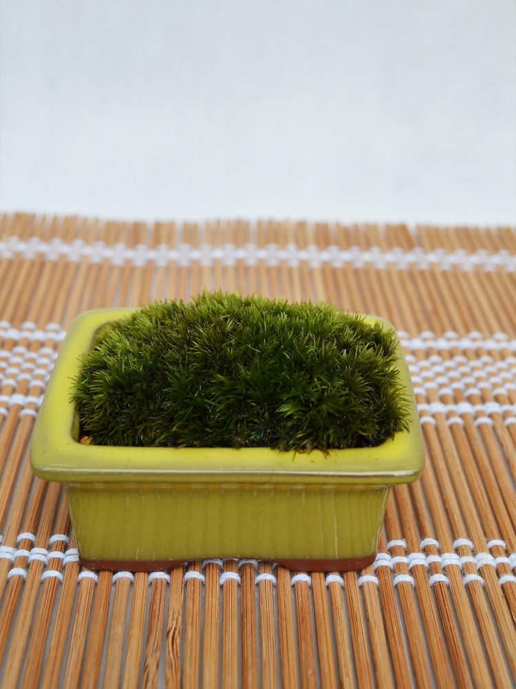 苔盆栽 苔盆栽