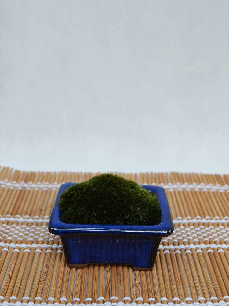苔盆栽 苔盆栽