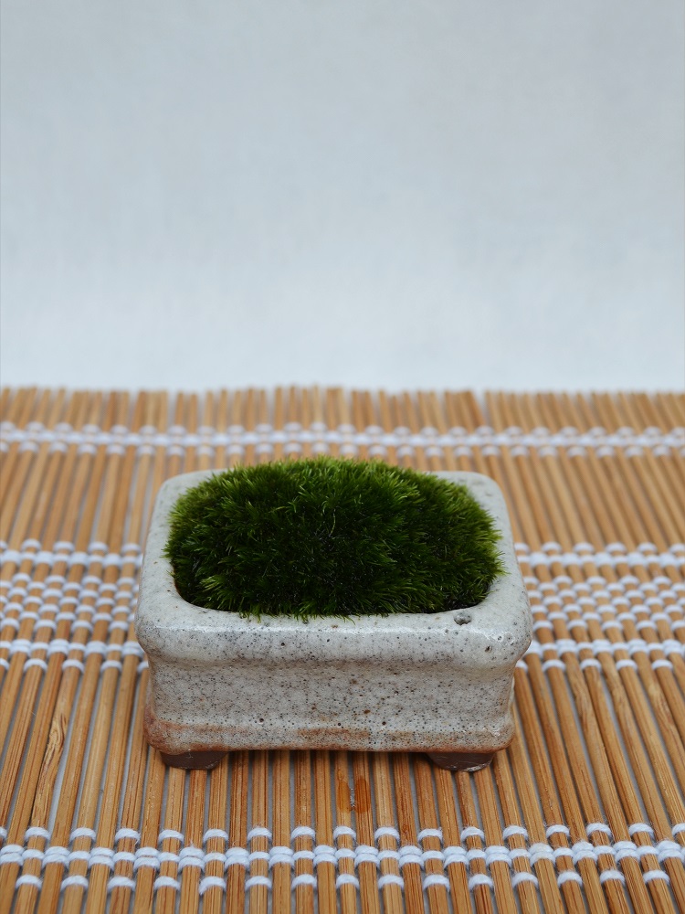 苔盆栽 苔盆栽