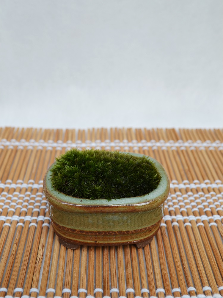苔盆栽 苔盆栽