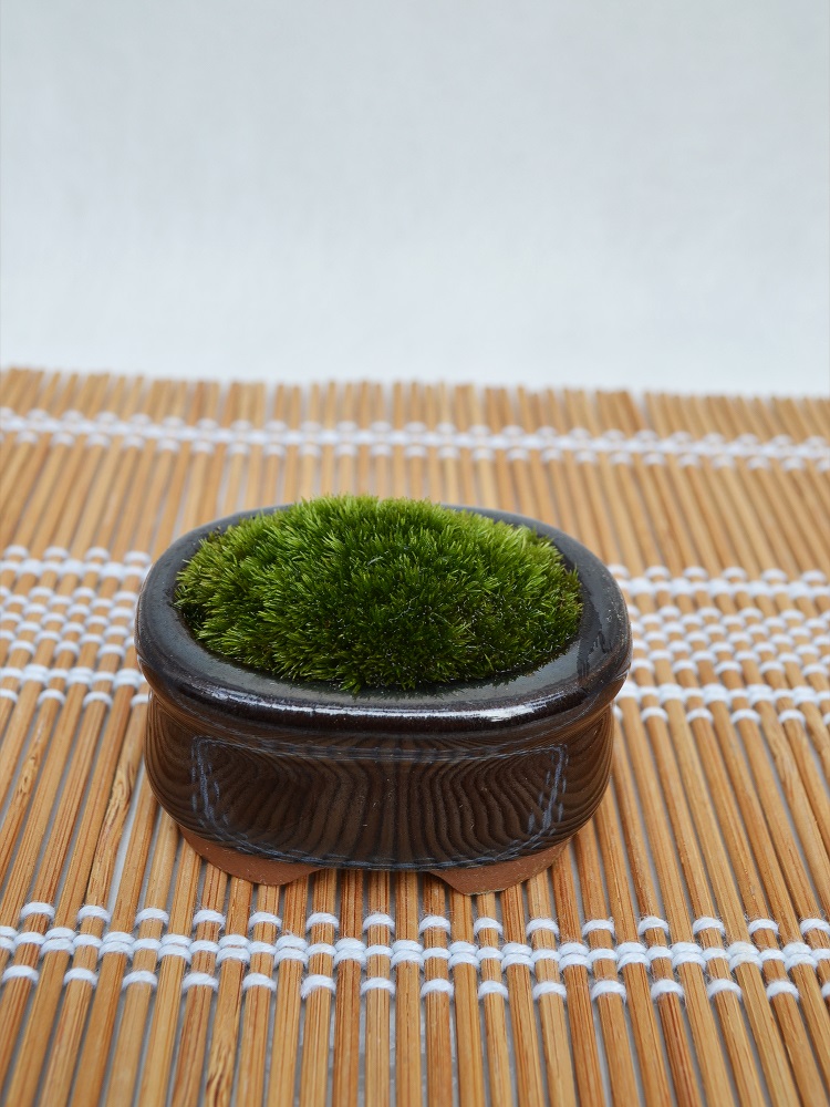 苔盆栽 苔盆栽