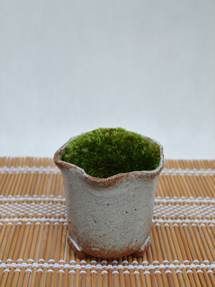 苔盆栽 苔盆栽