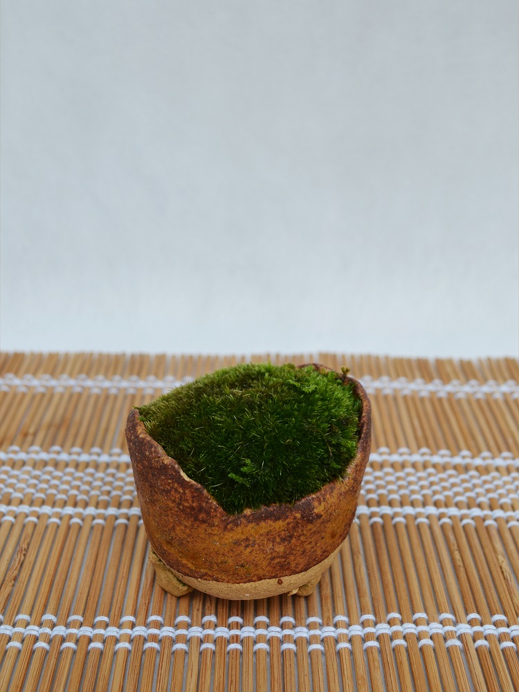 苔盆栽 苔盆栽