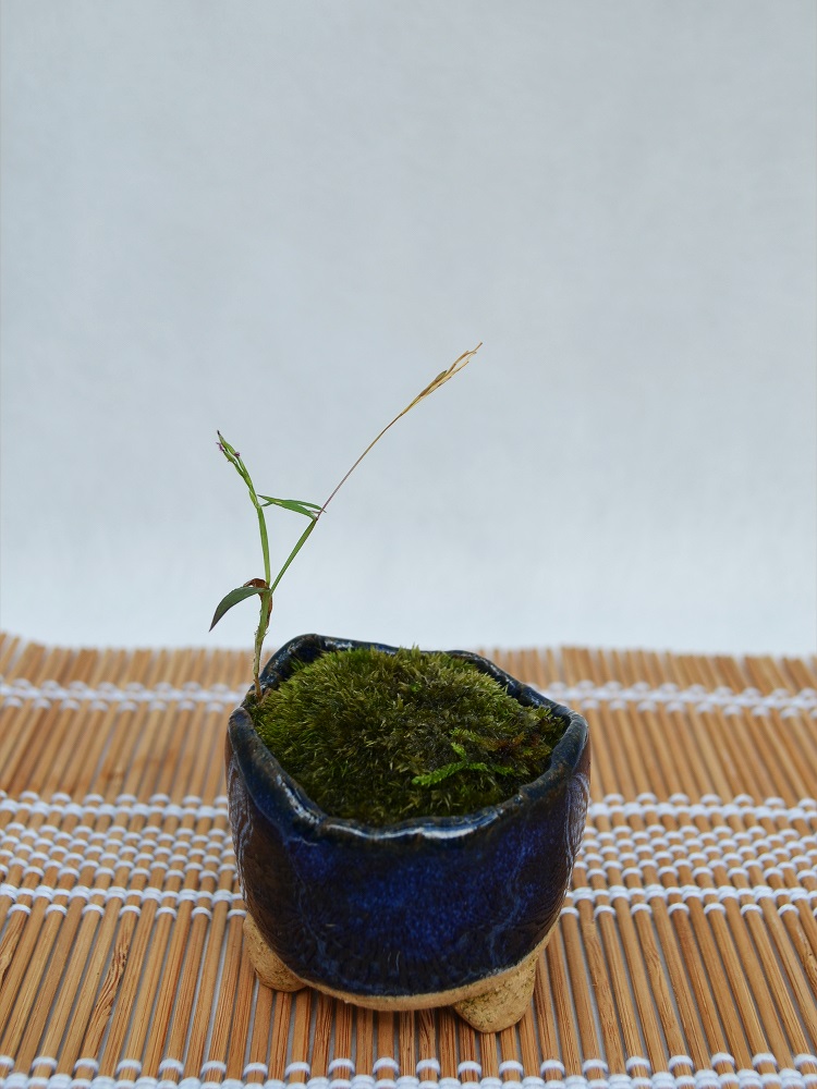 苔盆栽 苔盆栽