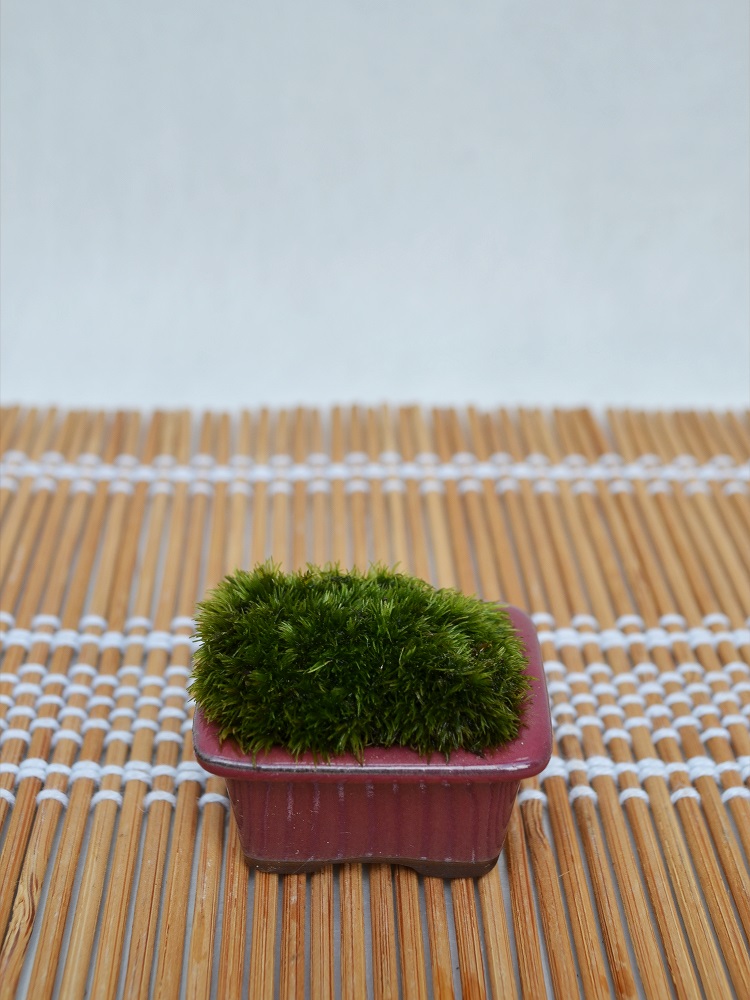 苔盆栽 苔盆栽