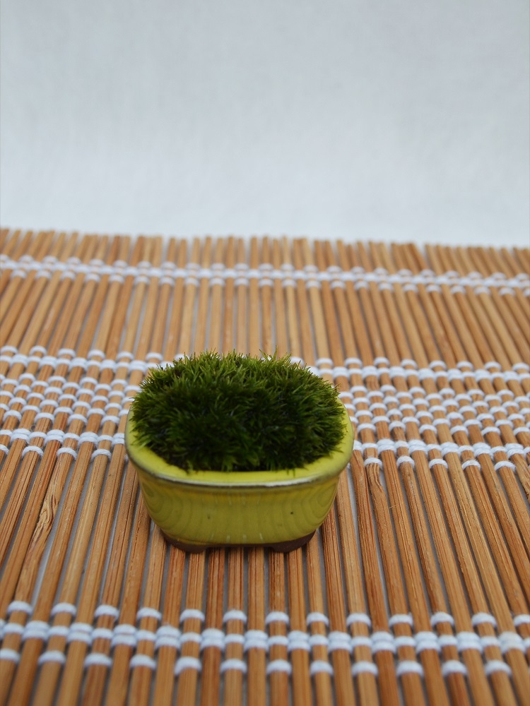苔盆栽 苔盆栽