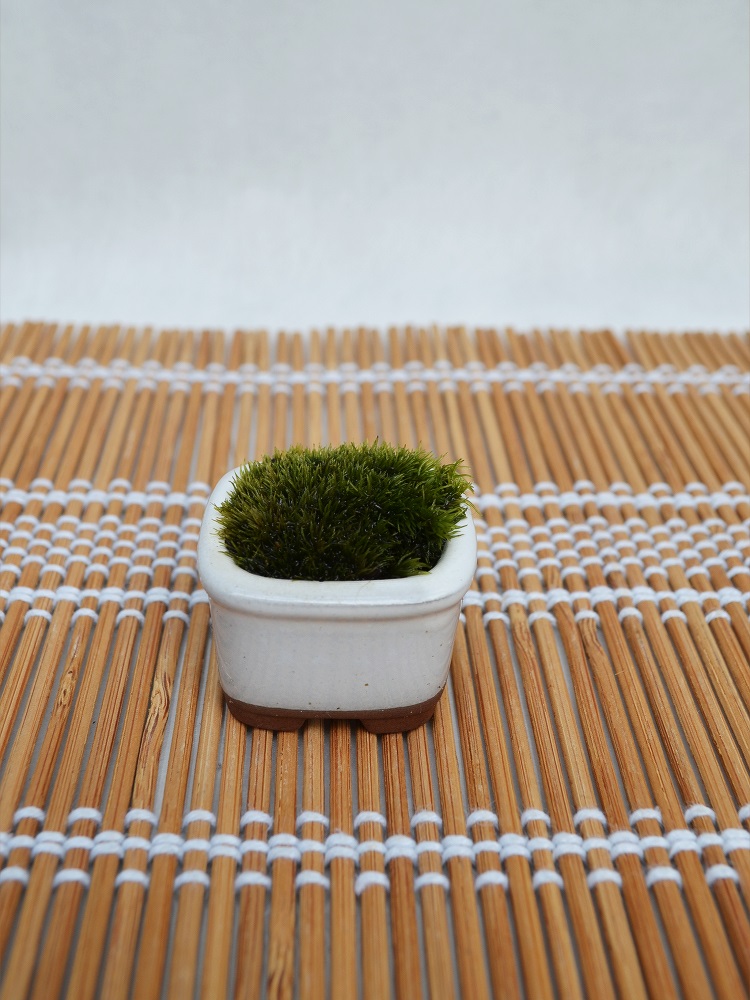苔盆栽 苔盆栽