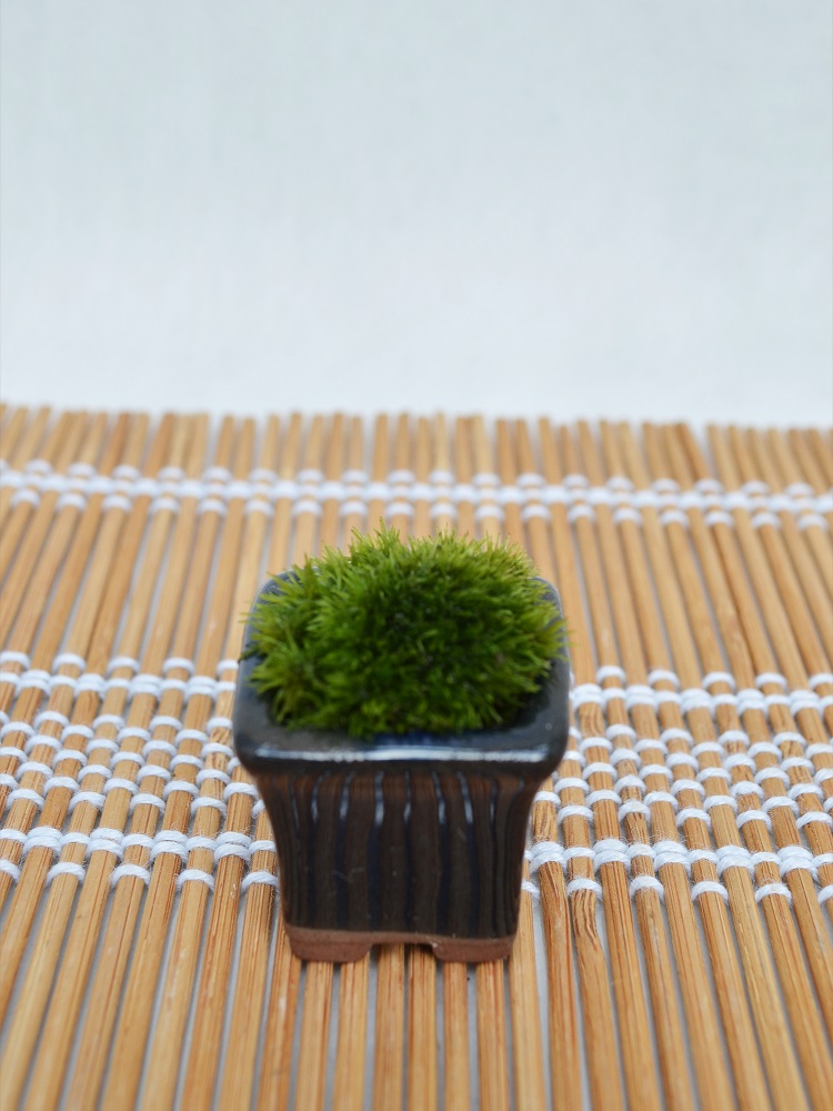 苔盆栽 苔盆栽