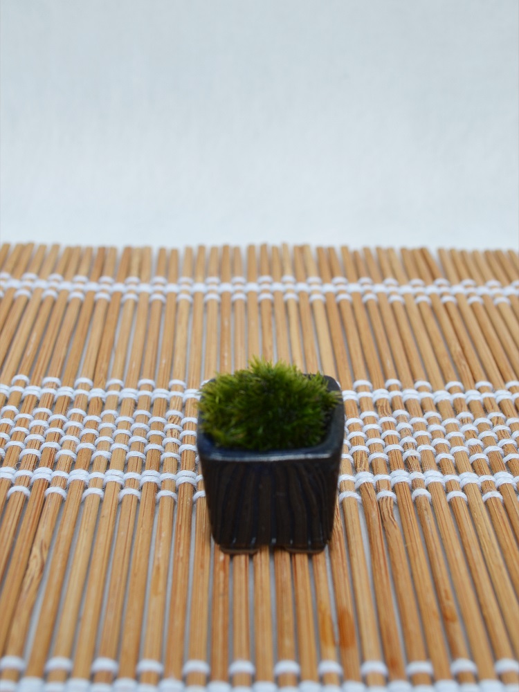 苔盆栽 苔盆栽