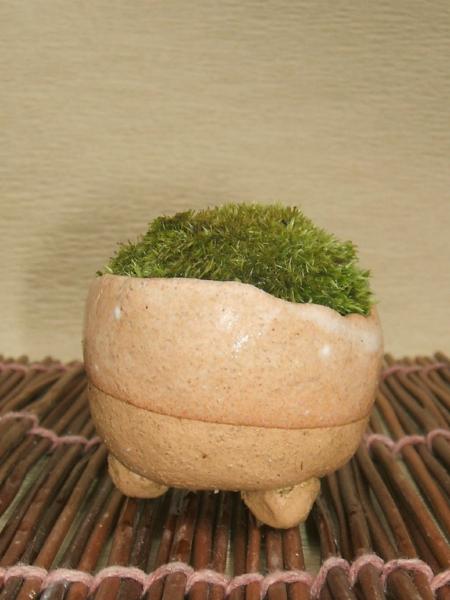 苔盆栽 苔盆栽