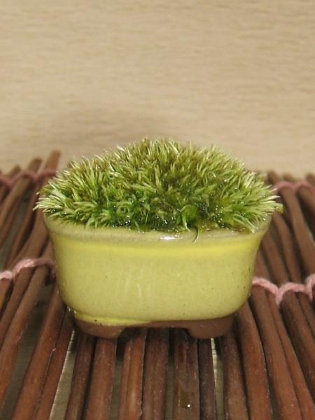 苔盆栽 苔盆栽